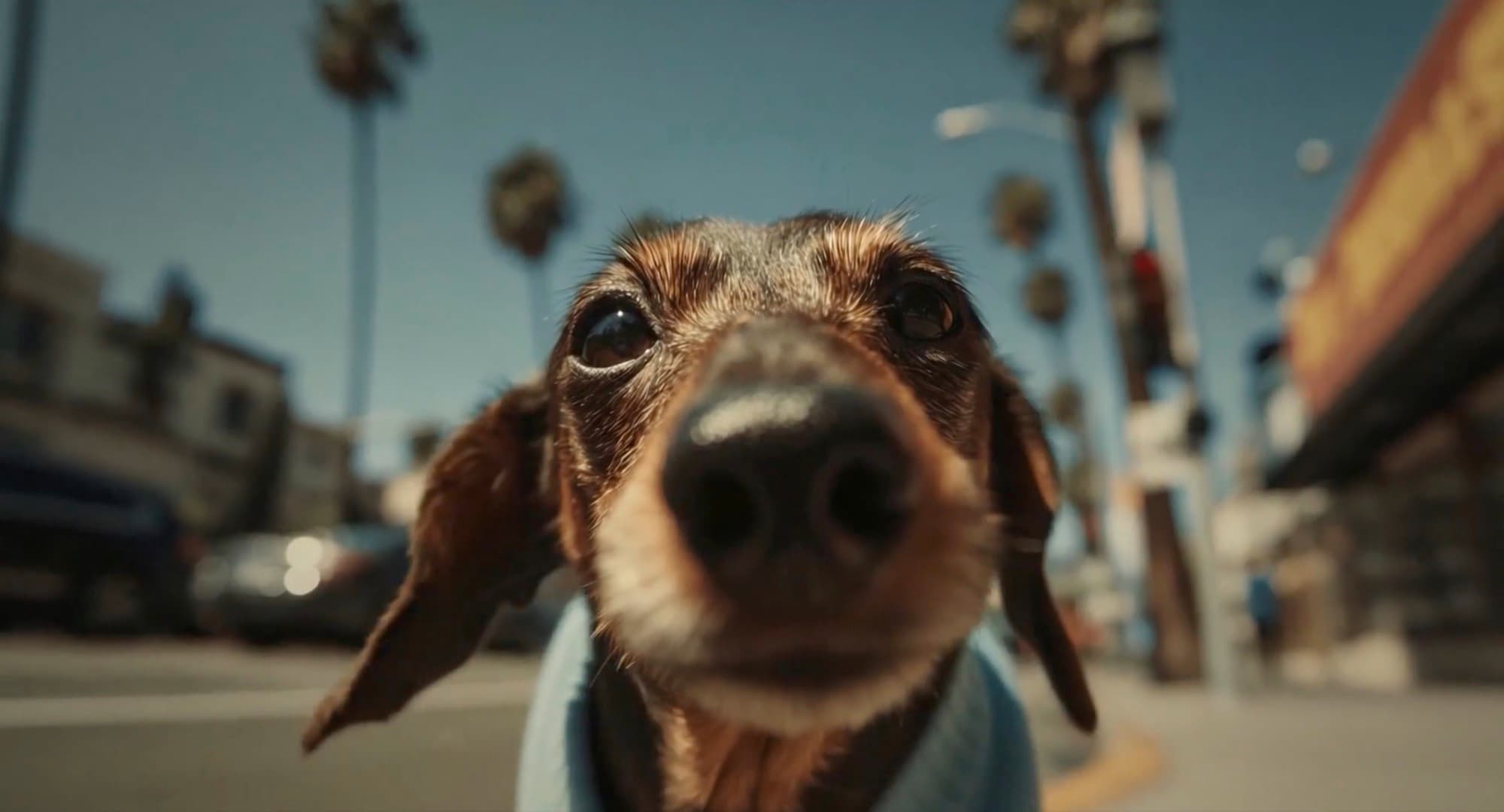 Close up of a dachshund in a blue collar on a palm lined Los Angeles street.